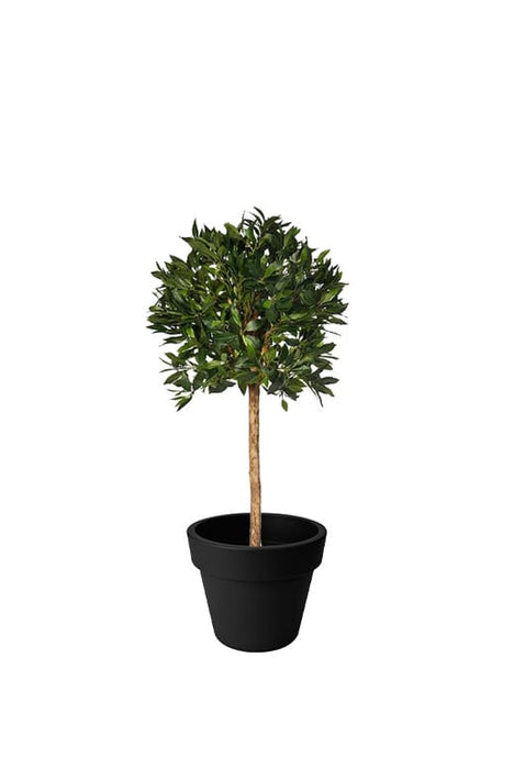 Potted Bay Tree