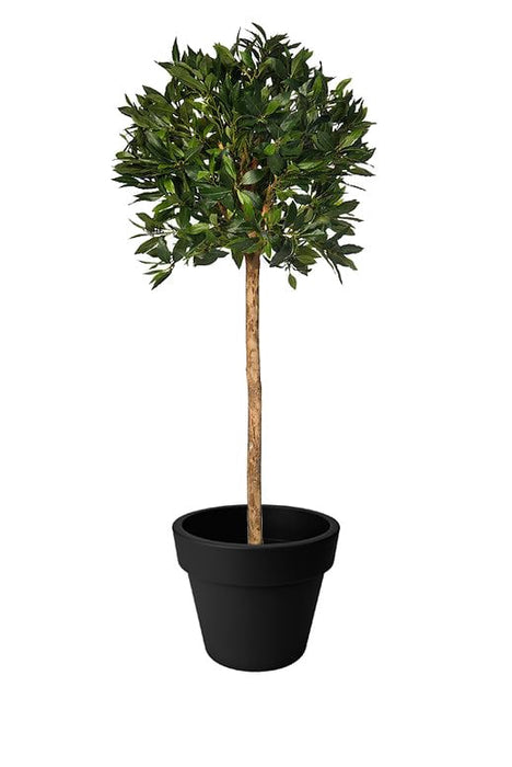 Potted Bay Tree