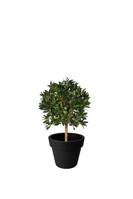 Potted Bay Tree