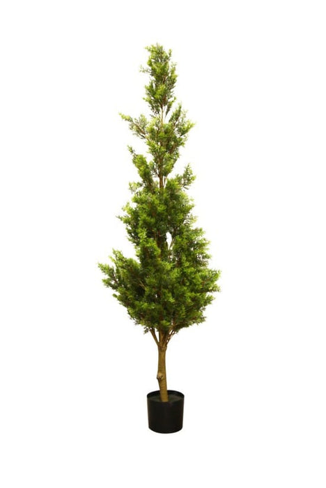 Cedar Tree Potted