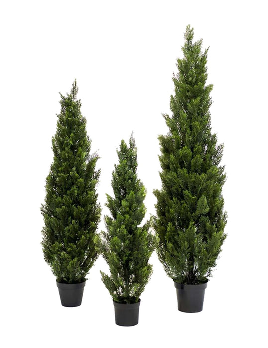 Cedar Tree Potted